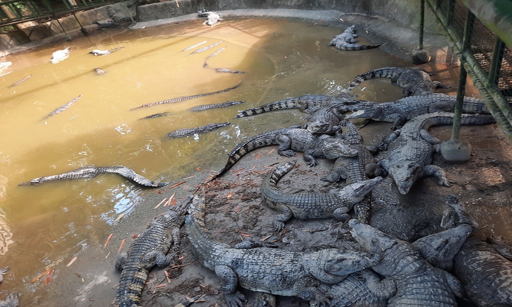 subic safari crocodiles
