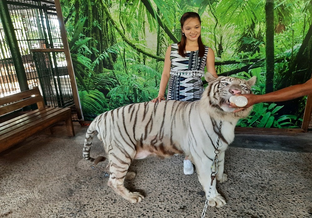 subic safari